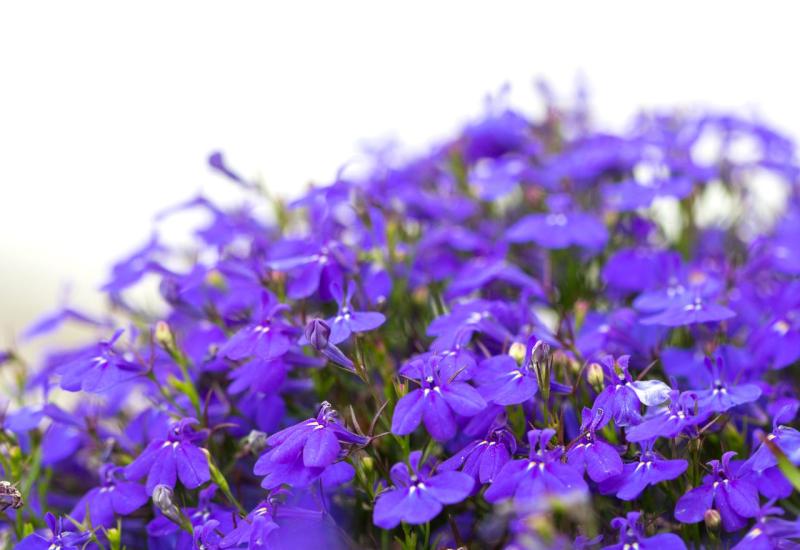 Lobelija (Lobelia erinus) - 10 najboljih vrsta visećeg cvijeća za vaše balkone